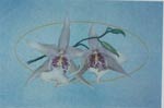 1-2-3-Orchid Cross Stitch