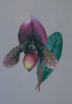 Paphiopedilum - Orchid Cross Stitch