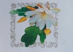 Epiphyllum Number 2, Tropical Cactus Collection Cross Stitch